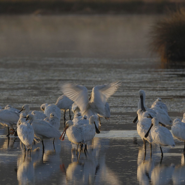 Fête de la Nature au Teich
